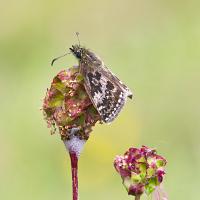 Dingy Skipper 4 